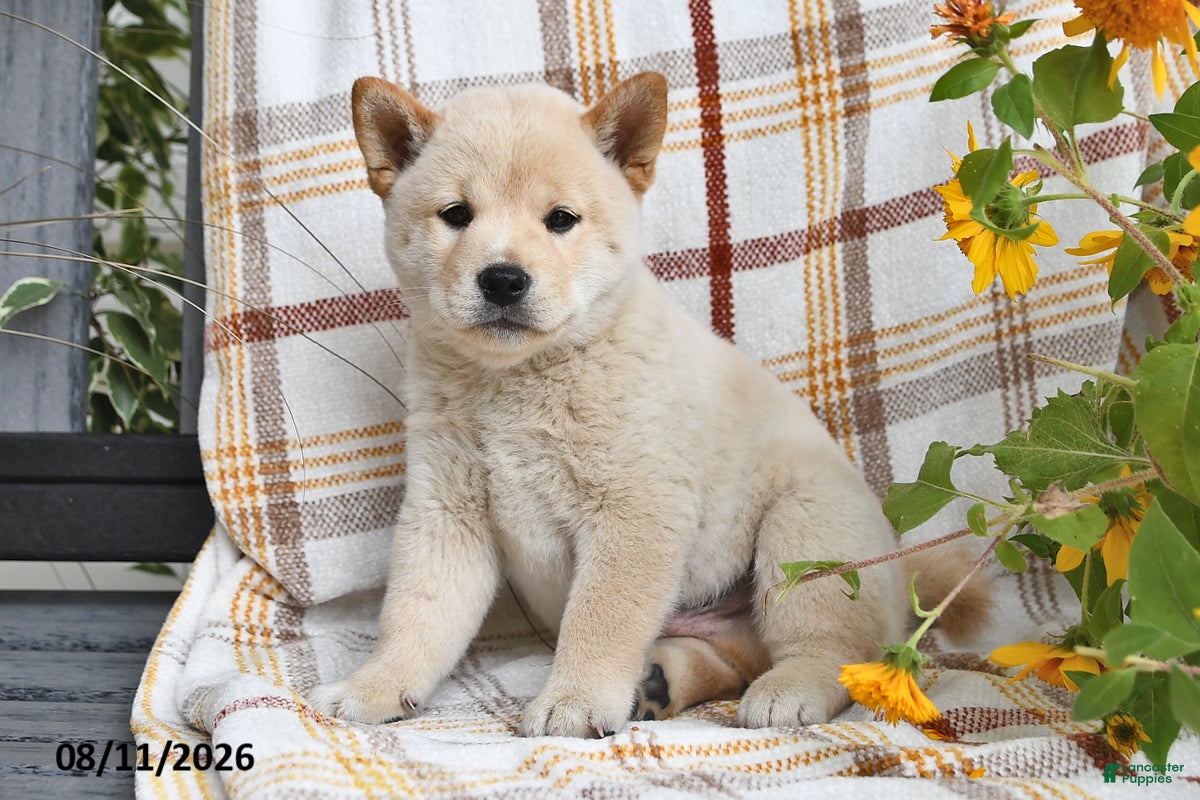 Shiba Inu dogs Adam - Ad 1