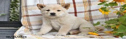 Shiba Inu dogs for sale: Adam - Ad 1