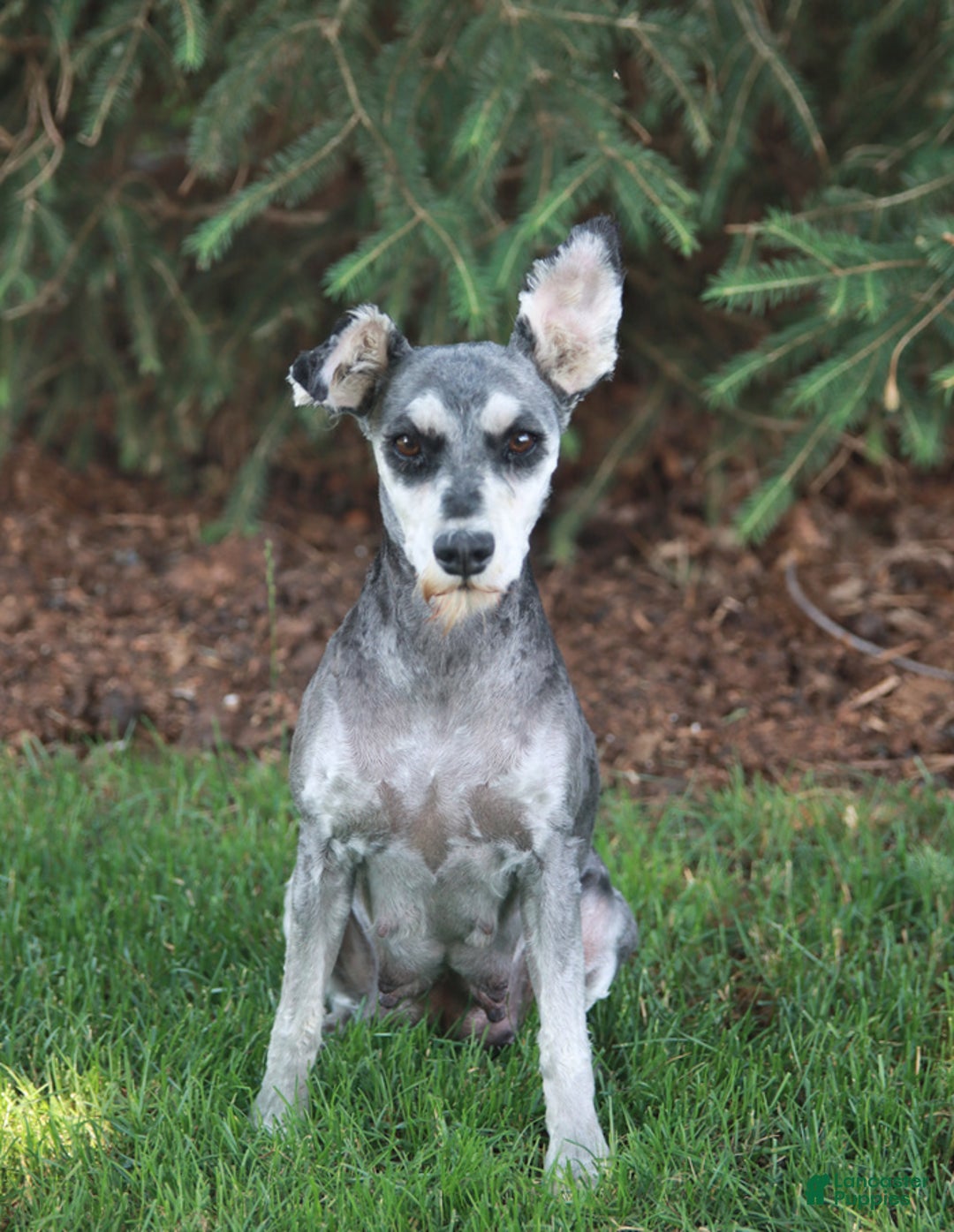 Miniature Schnauzer dogs for sale: Bingo - Ad 6