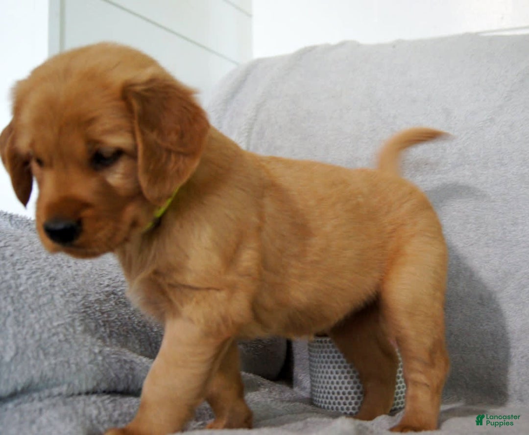 Retriever Dogs Golden Retriever Puppies Done Deal Bailey For