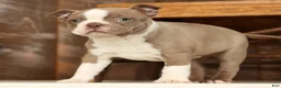 Boston Terrier dogs for sale: Ricky - Ad 5