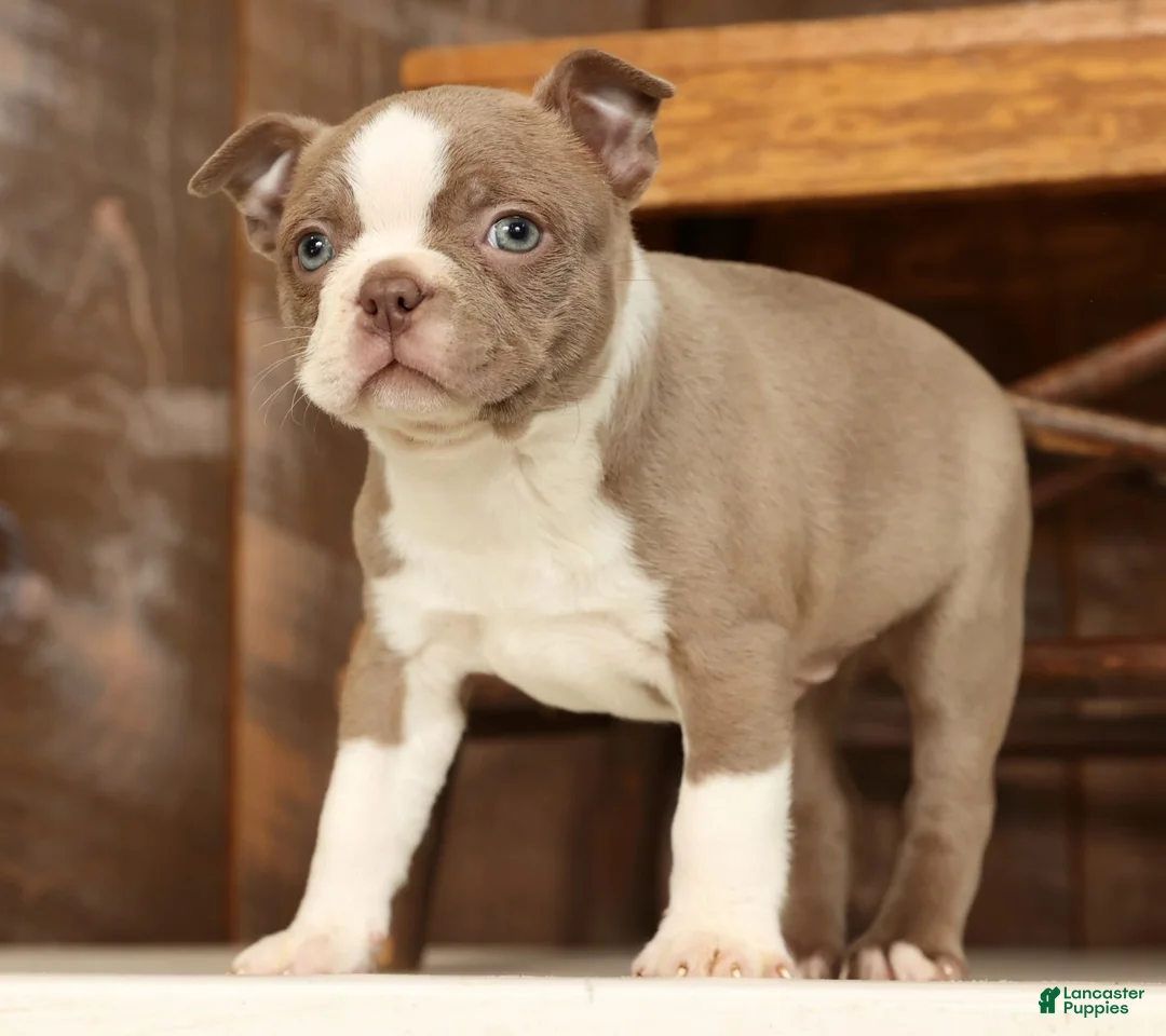 Boston Terrier dogs for sale: Ricky - Ad 5