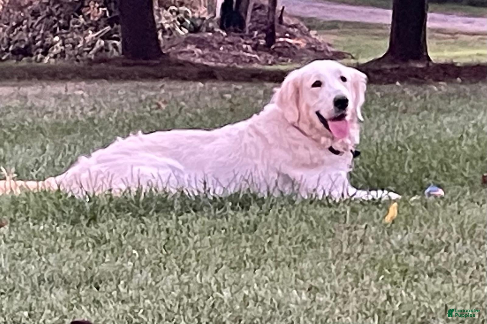 Golden Retriever dogs Skittles - Ad 2