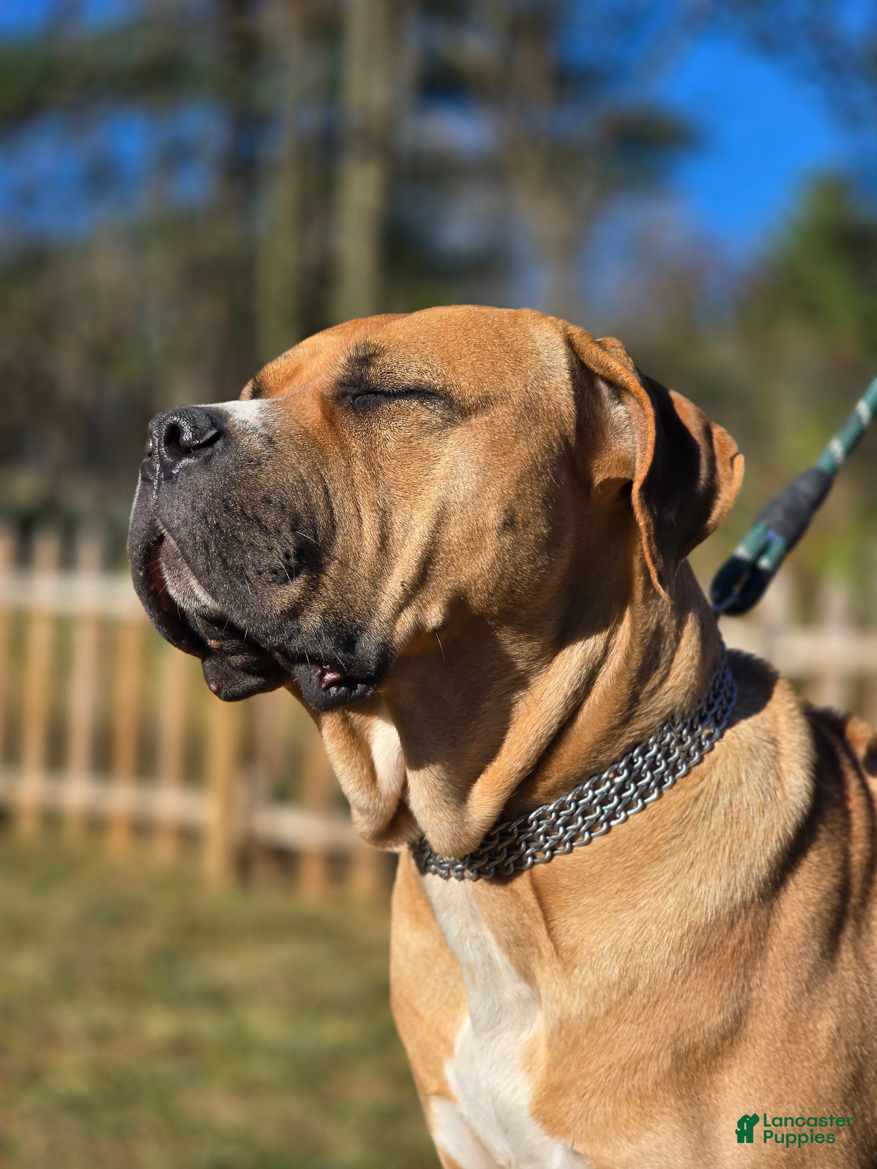 Cane Corso dogs Adult fawn female corso - Ad 6