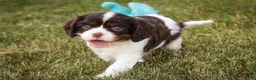 Cavalier King Charles Spaniel dogs for sale: Presley Cavalier King Charles Spaniel  - Ad 8