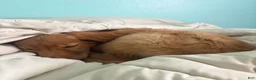 Golden Retriever dogs for sale: Prince - Ad 21