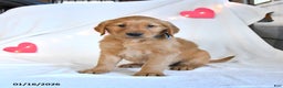 Golden Retriever dogs for sale: Miles - Ad 3