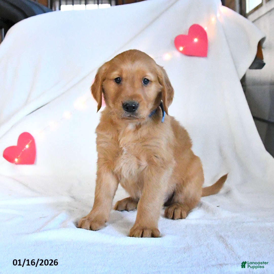 Golden Retriever dogs for sale: Miles - Ad 3