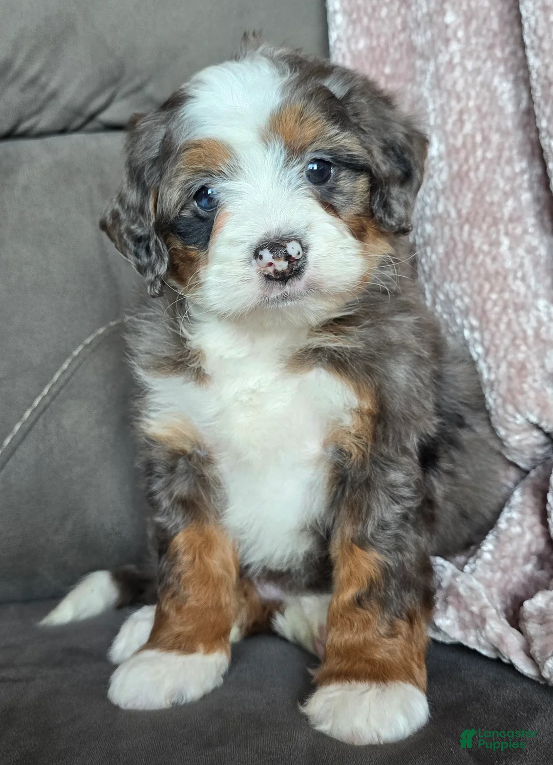 Mini Bernedoodle dogs for sale: Mini Izzy - Ad 15