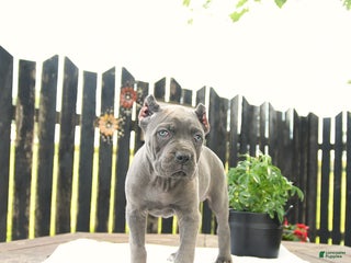 Cane Corso dogs - Ad 9