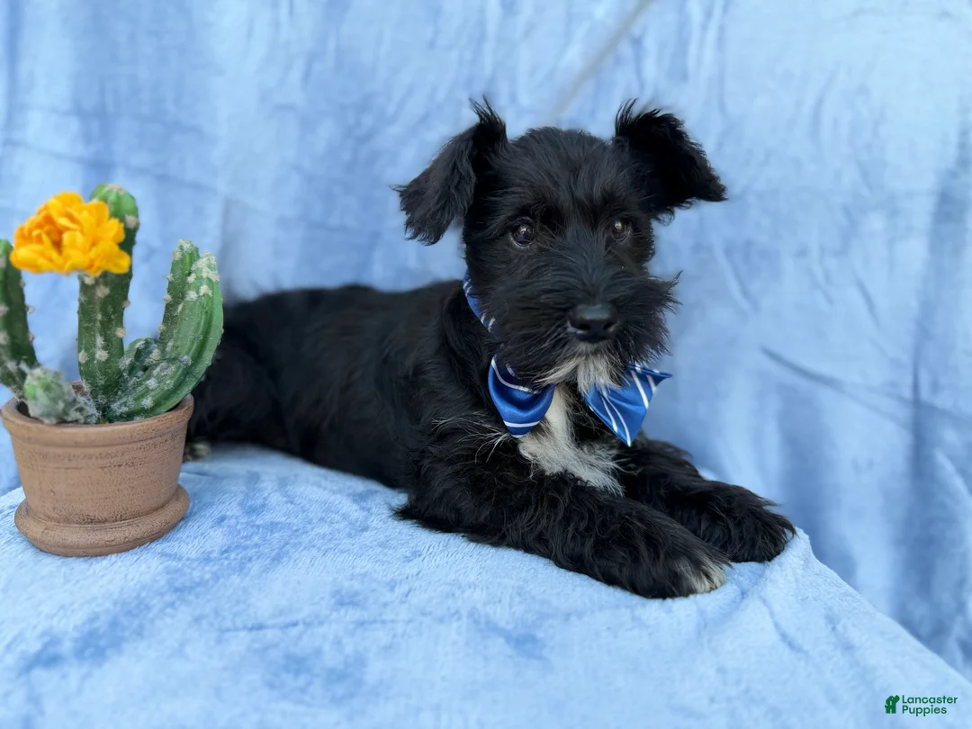 Miniature Schnauzer dogs for sale: Goose - Ad 6
