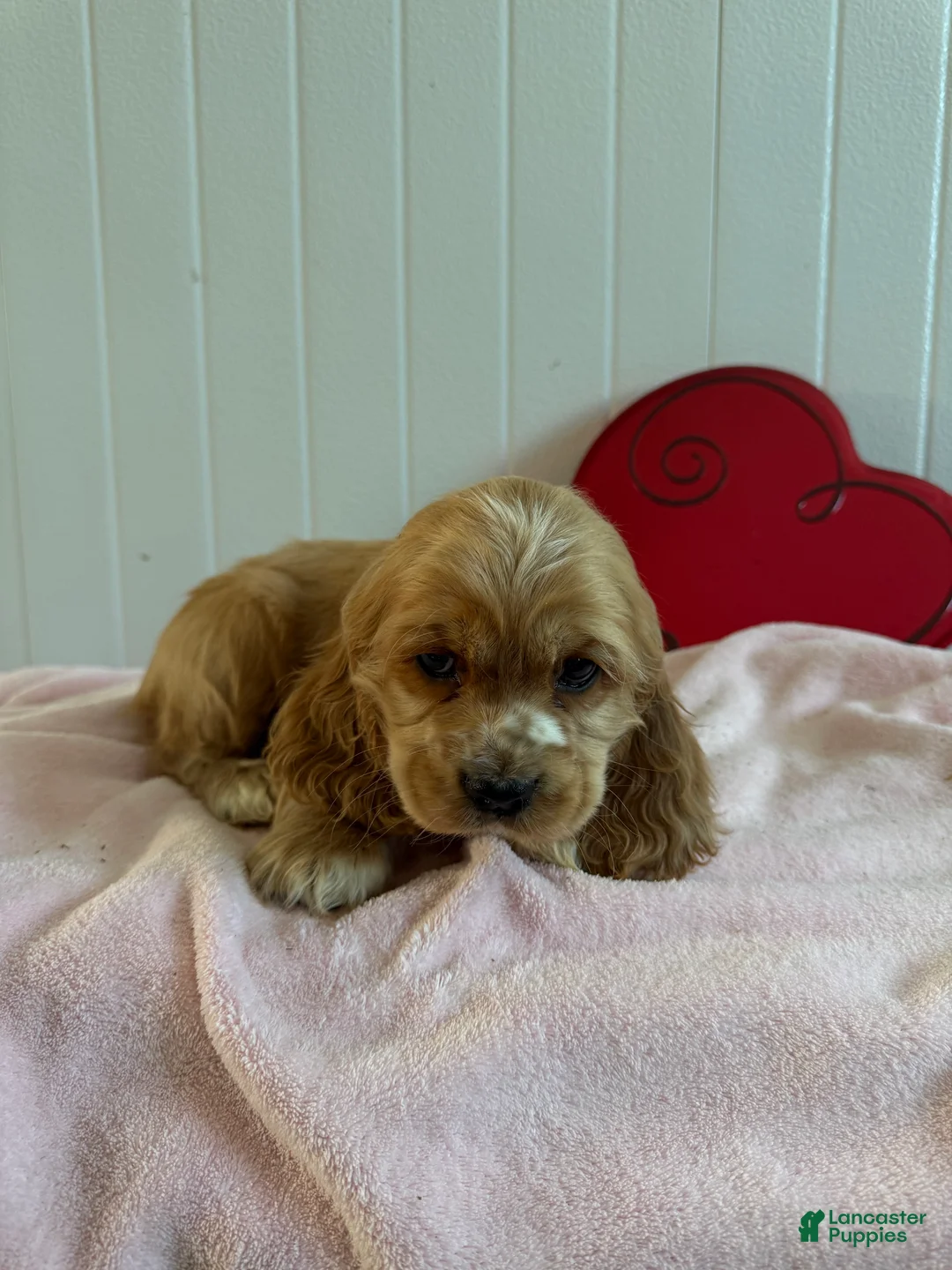 Cocker Spaniel dogs for sale: Alvin - Ad 3