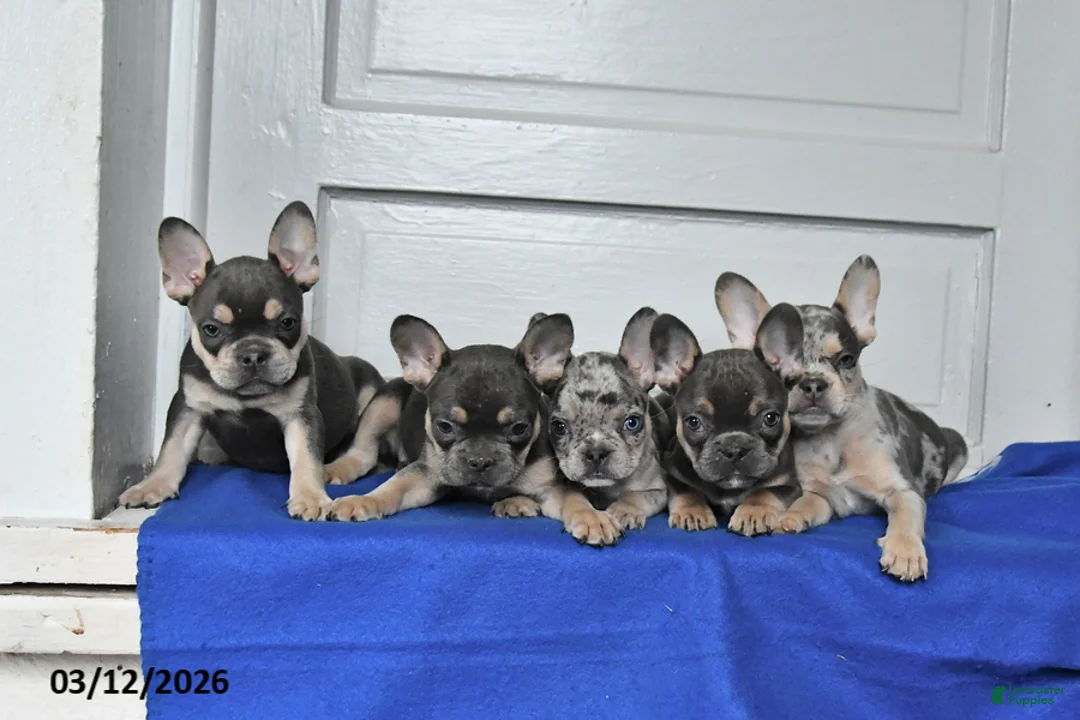 French Bulldog dogs for sale: Buster - Ad 5