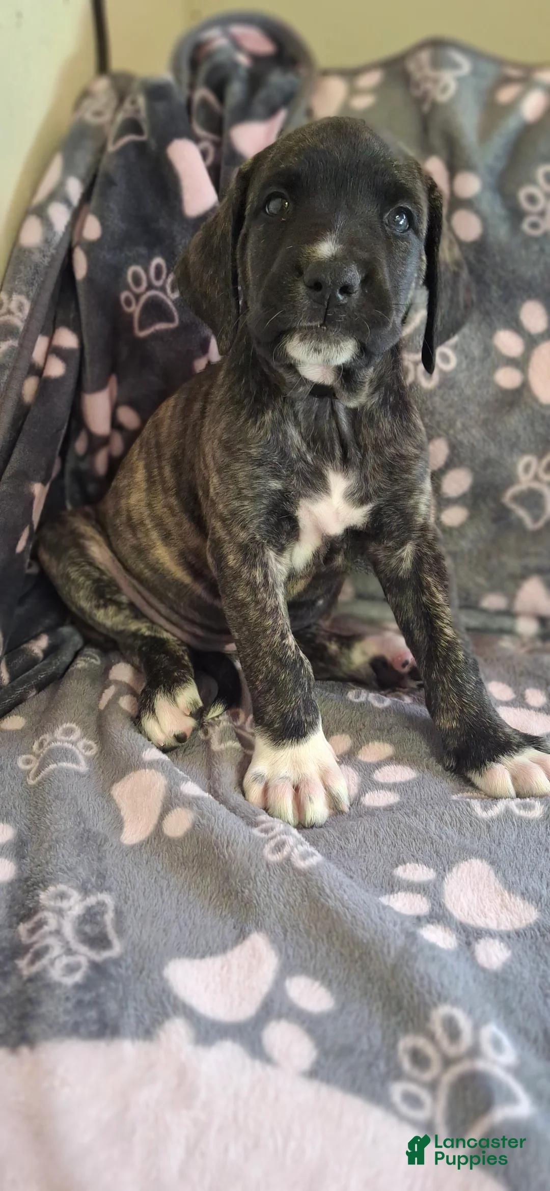 English Mastiff dogs for sale: Whiskey - Brindle English Mastiff Puppy - Ad 1