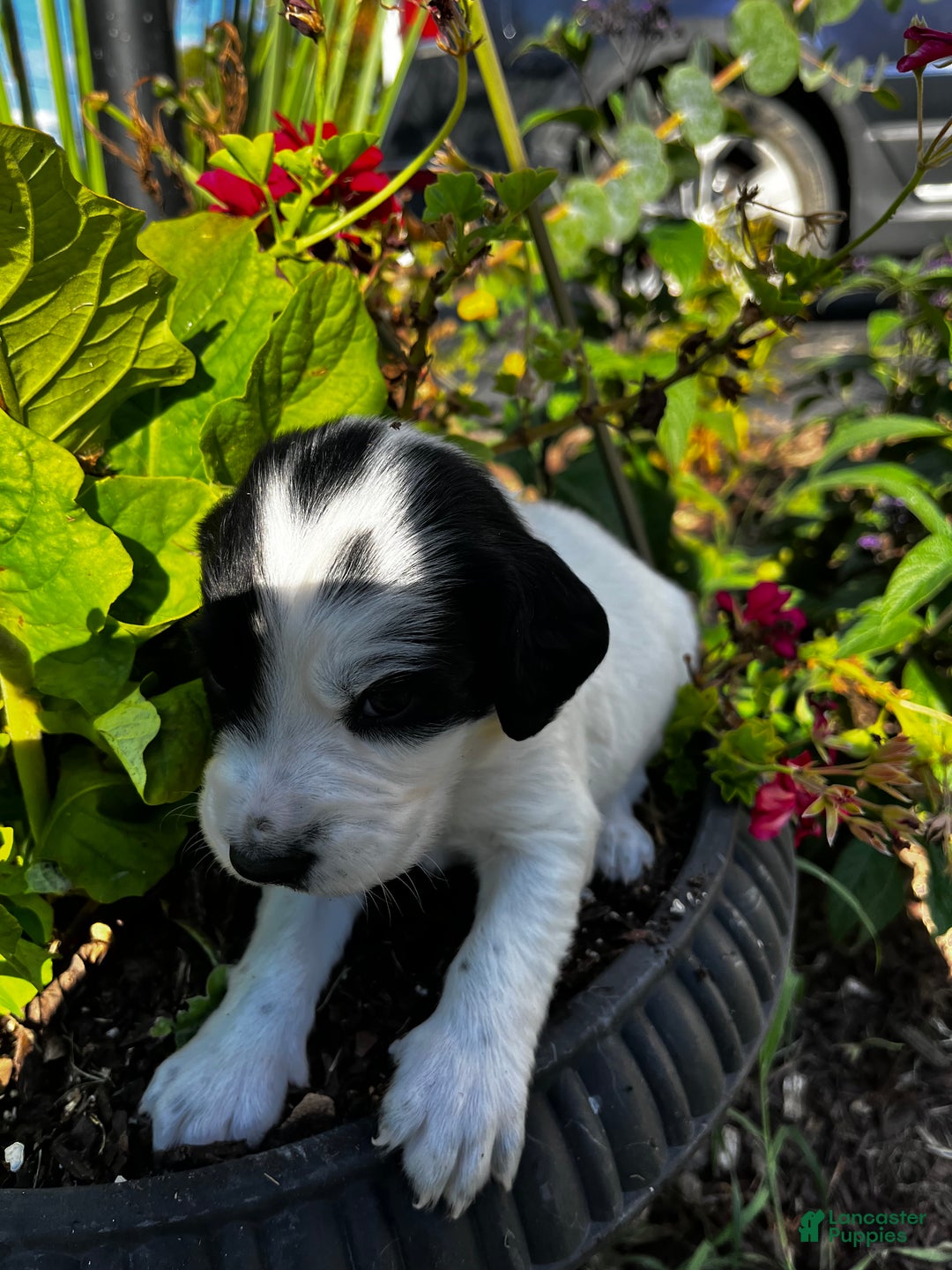 English Springer Spaniel dogs for sale: English Springer Spaniel Puppy 8 - Ad 5