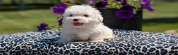 Maltese dogs for sale: Teddy - Ad 4