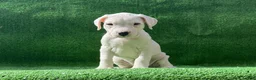 Dogo Argentino dogs for sale: Pink - Ad 2