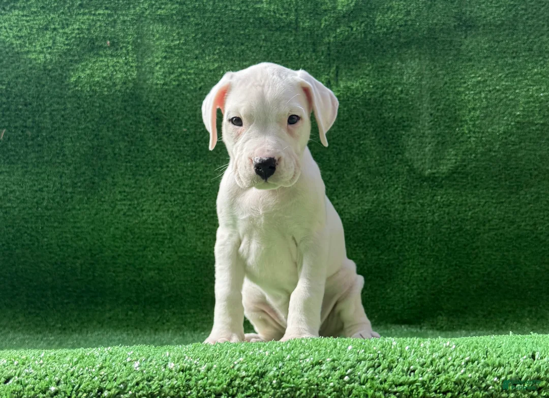 Dogo Argentino dogs for sale: Pink - Ad 2