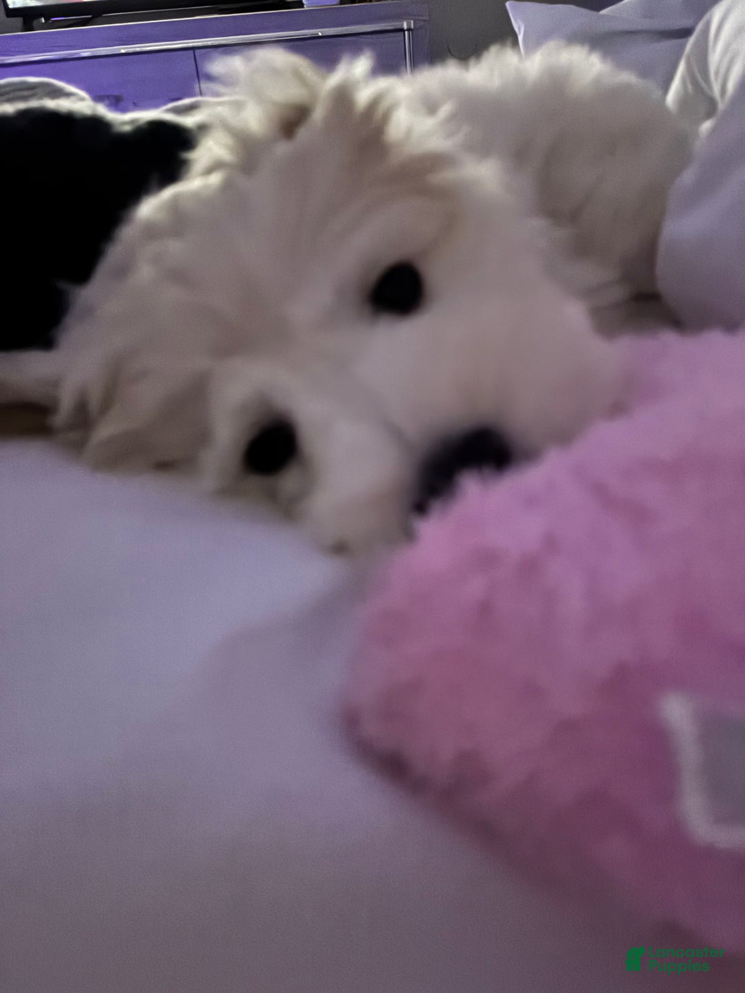 Maltipoo dogs for sale: Dolph - Ad 2