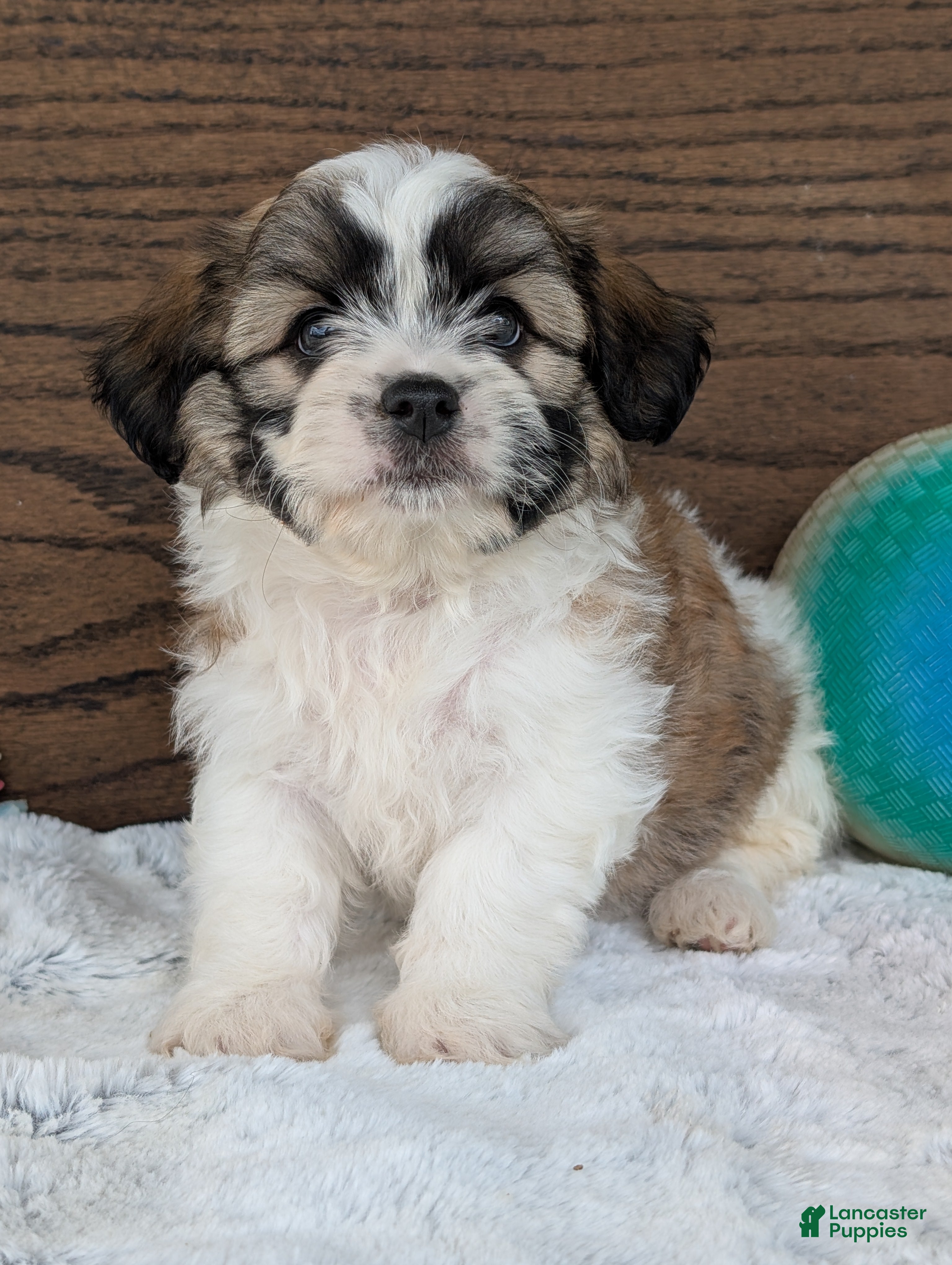 Havanese Puppies Bichon Frise Cross Coton De Tulear For Sale Dog