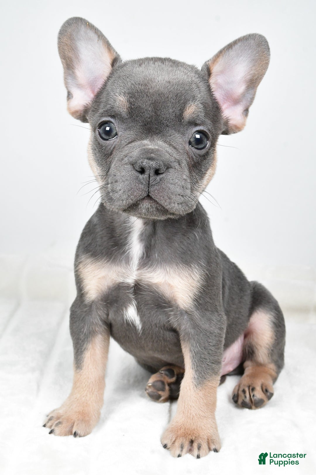 French Bulldog dogs for sale: Finley - Ad 8