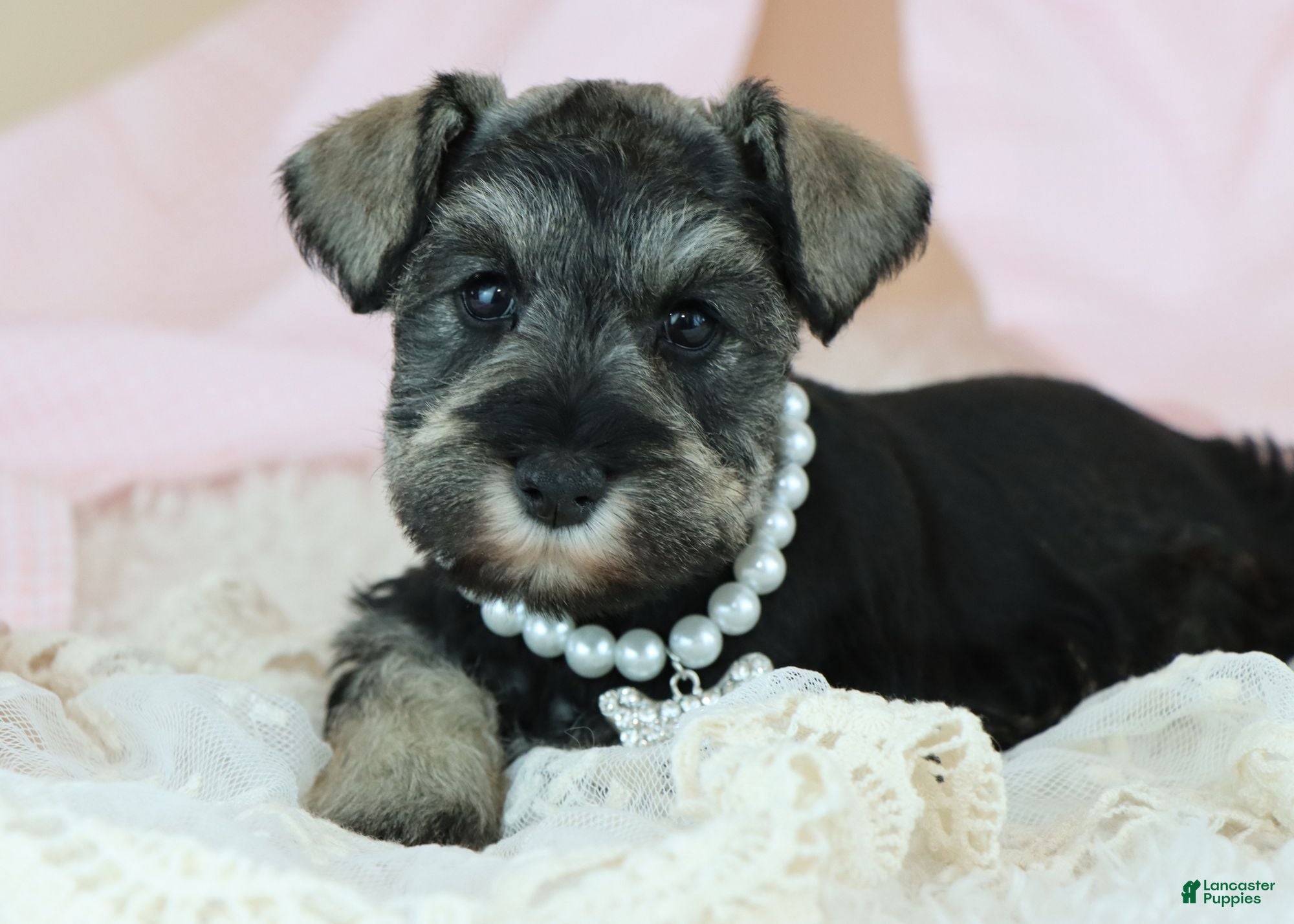 Miniature Schnauzer dogs Raven | Miniature Schnauzer - Ad 1