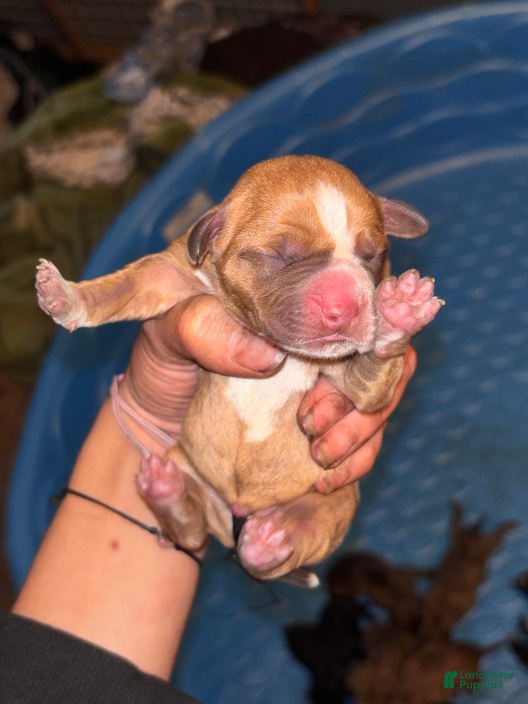 Mixed Breed dogs for sale: Little miss piglet  - Ad 5