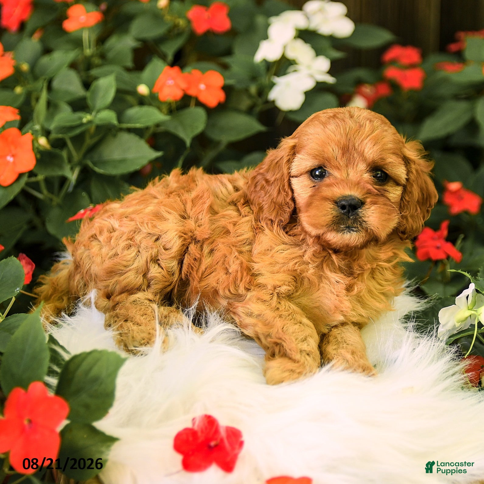 Cavapoo dogs Betsy - Ad 2
