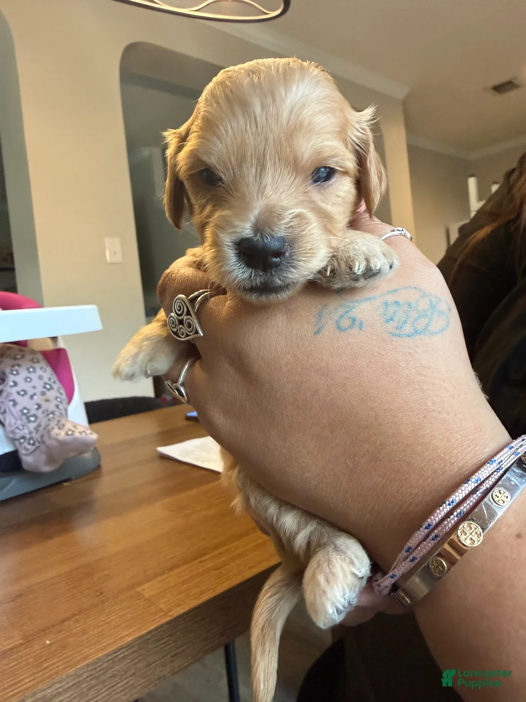 Mini Goldendoodle dogs for sale: Chanel - Ad 2