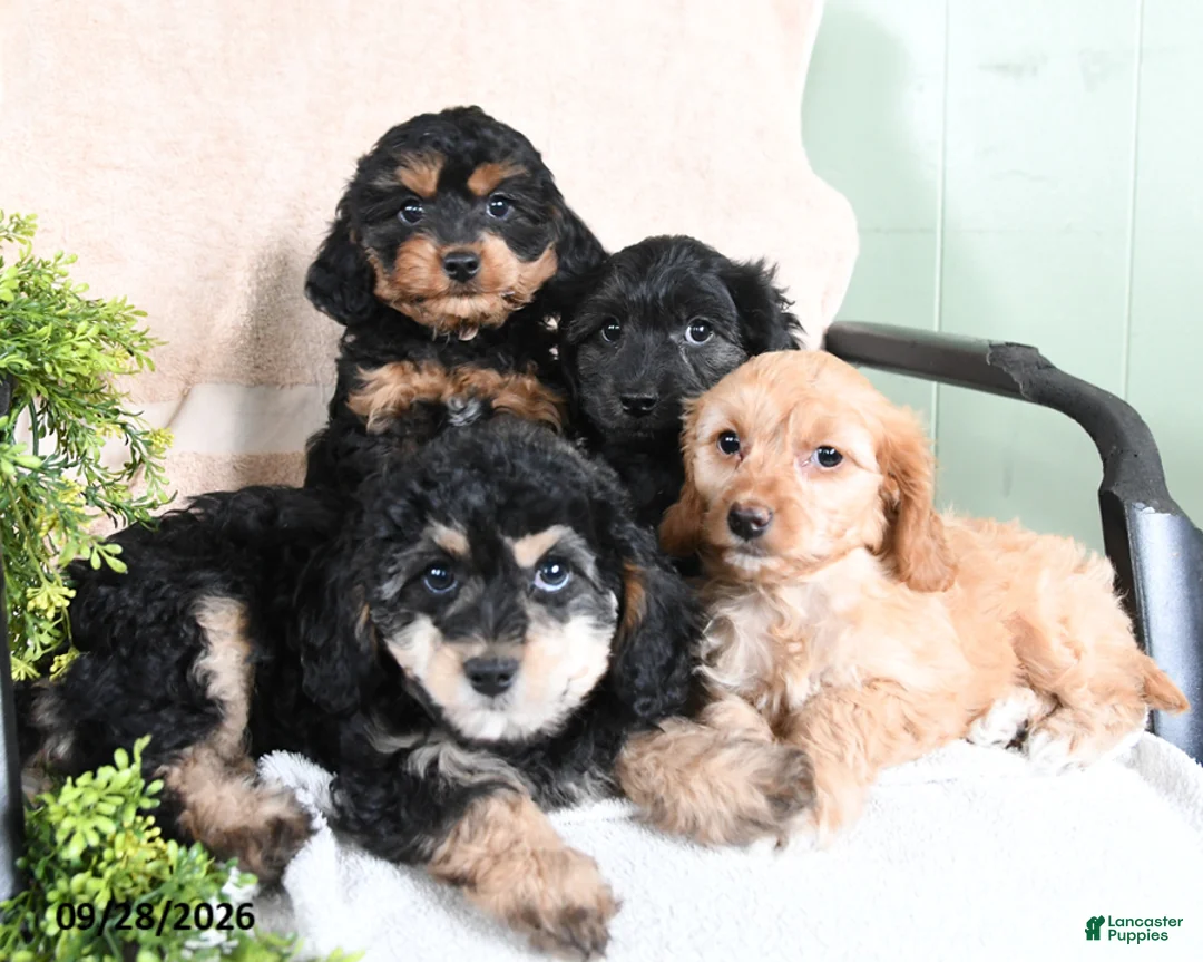 Mixed Breed dogs for sale: Turtle - Ad 3