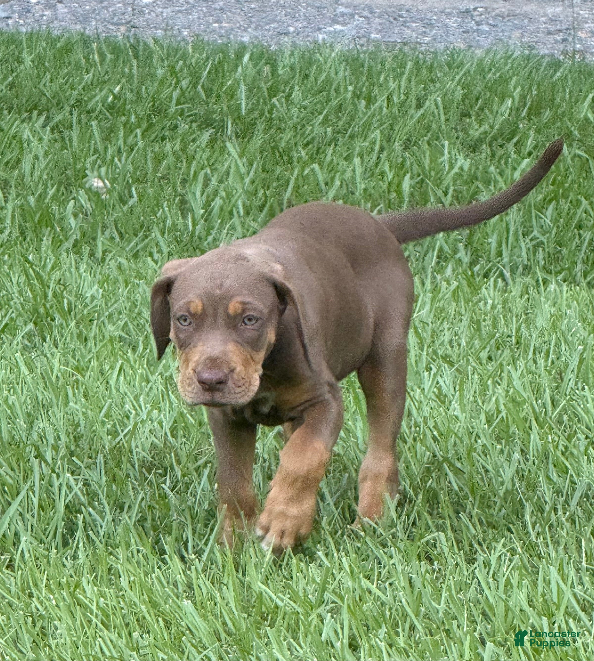 Catahoula Leopard Dog dogs Red Girl - Ad 1