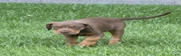 Catahoula Leopard Dog dogs for sale: Red Girl - Ad 1