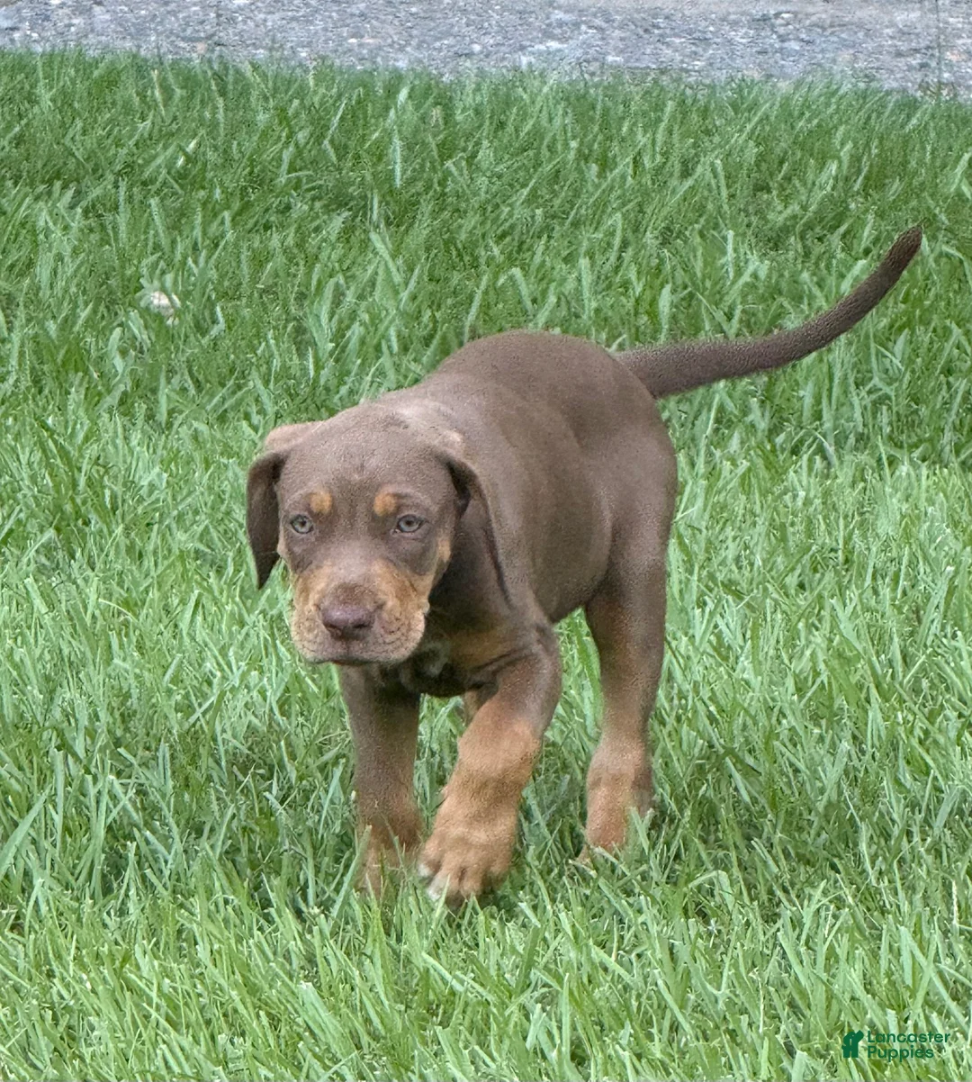 Catahoula Leopard Dog dogs for sale: Red Girl - Ad 1