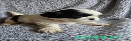 Shih Tzu dogs for sale: Nugget - Ad 1
