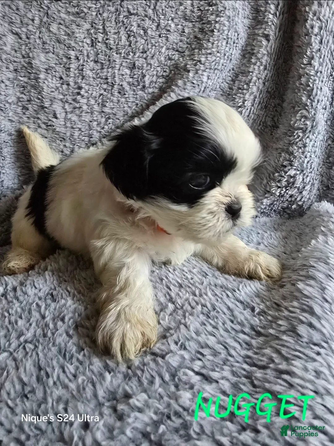 Shih Tzu dogs for sale: Nugget - Ad 1