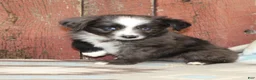 Miniature Australian Shepherd dogs for sale: Miniature Australian Shepherd 1 - Ad 1