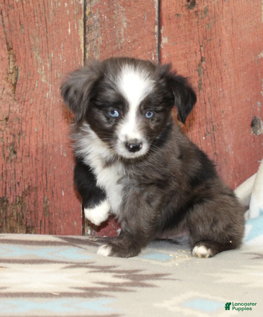 Miniature Australian Shepherd dogs for sale: Miniature Australian Shepherd 1 - Ad 1