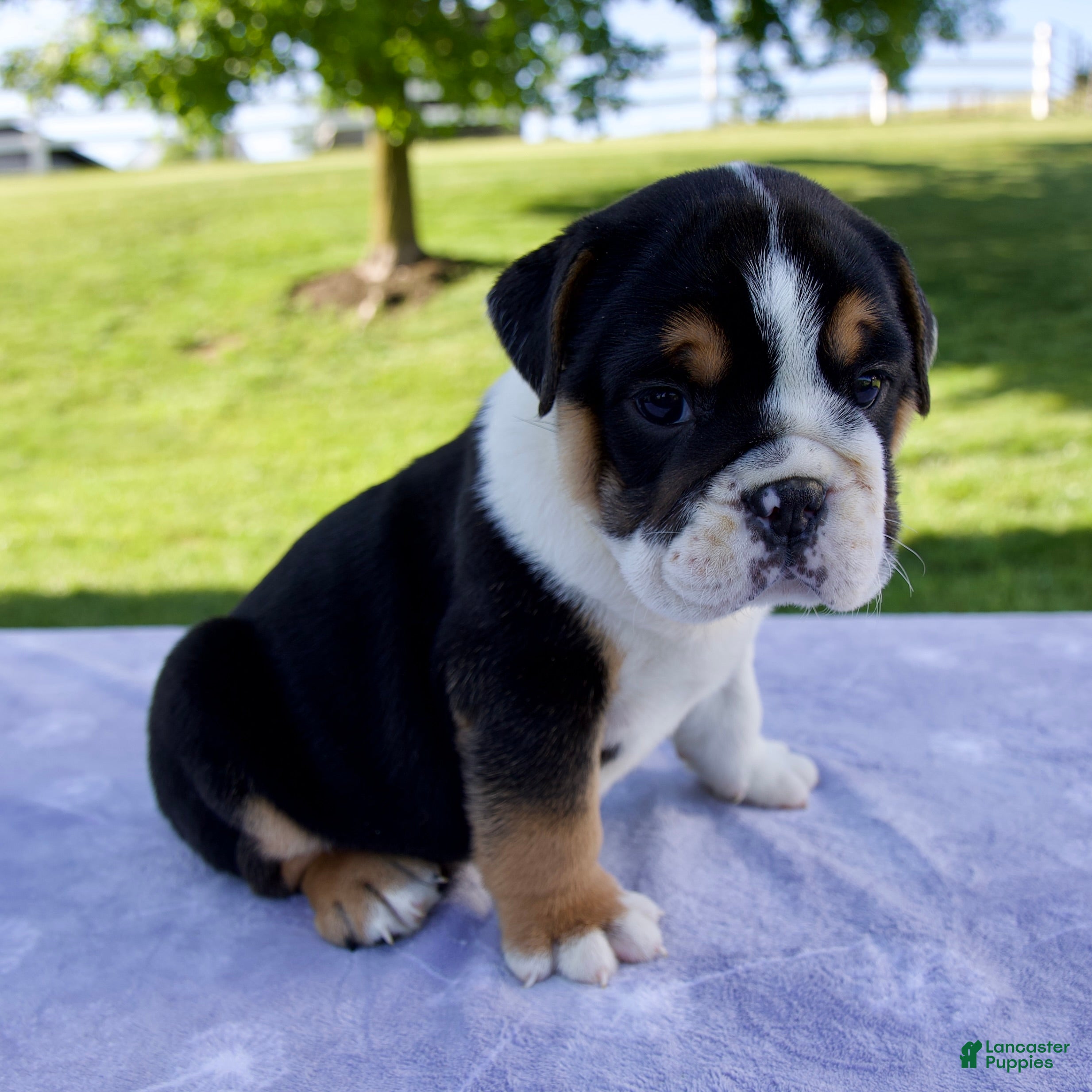 Beabull dogs for sale: Quinn - Ad 2