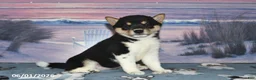Shiba Inu dogs for sale: Lorene - Ad 5