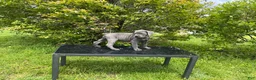 Cane Corso dogs for sale: Cane Corso Puppy 9 - Ad 4