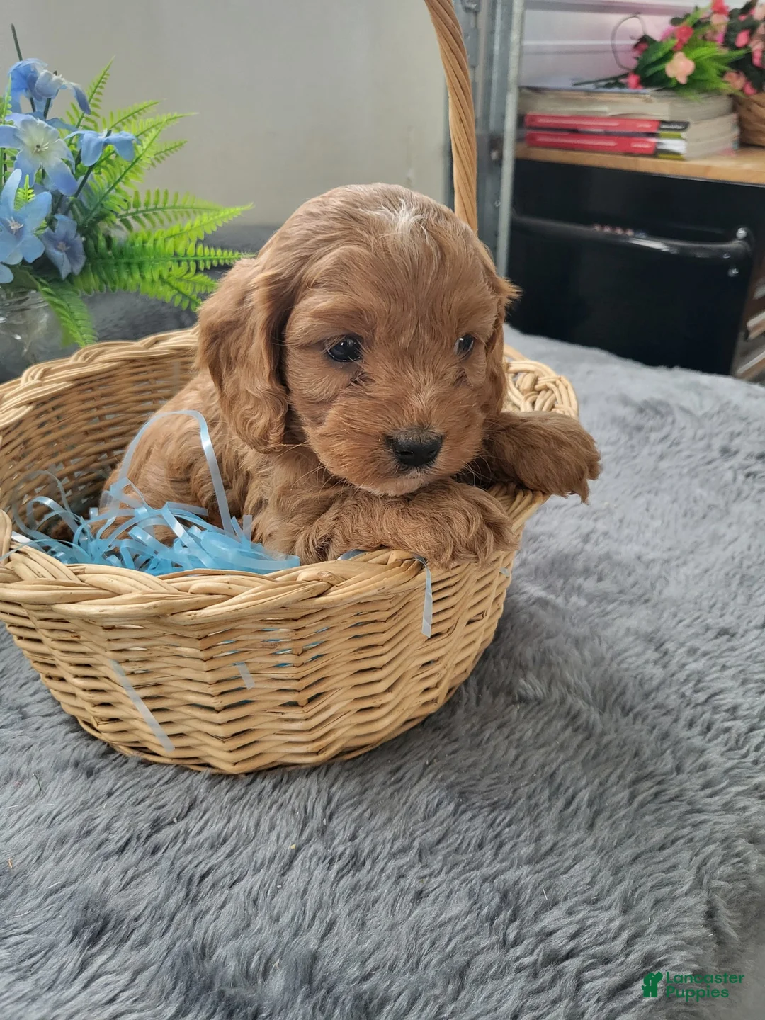 Cavapoo dogs for sale: Cavapoo Puppy 1 Casper - Ad 5