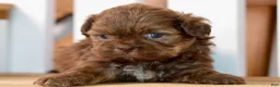 Shih Tzu dogs for sale: Betty - Ad 3
