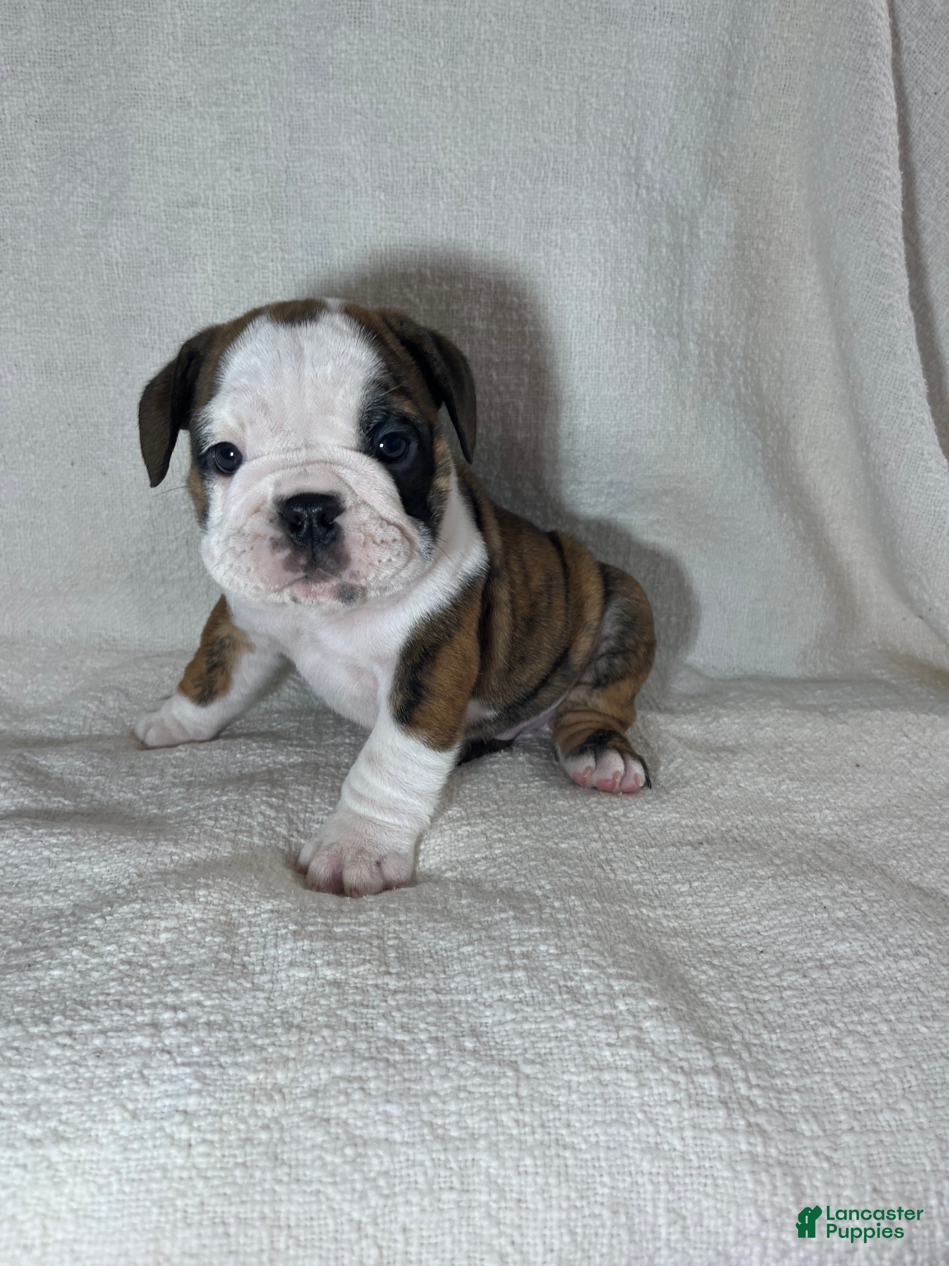 English Bulldog dogs Hank - Ad 26