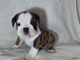 English Bulldog dogs Hank - Ad 26
