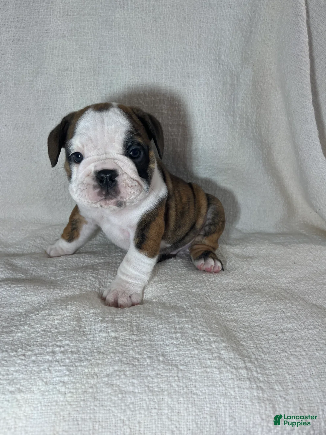 English Bulldog dogs for sale: Hank - Ad 1