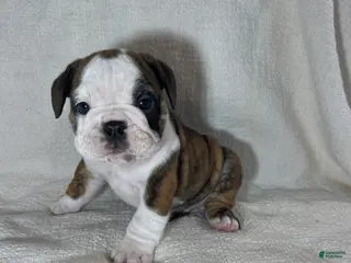 English Bulldog dogs Hank - Ad 25