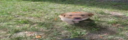 Golden Retriever dogs for sale: Golden Retriever 3 - Ad 24