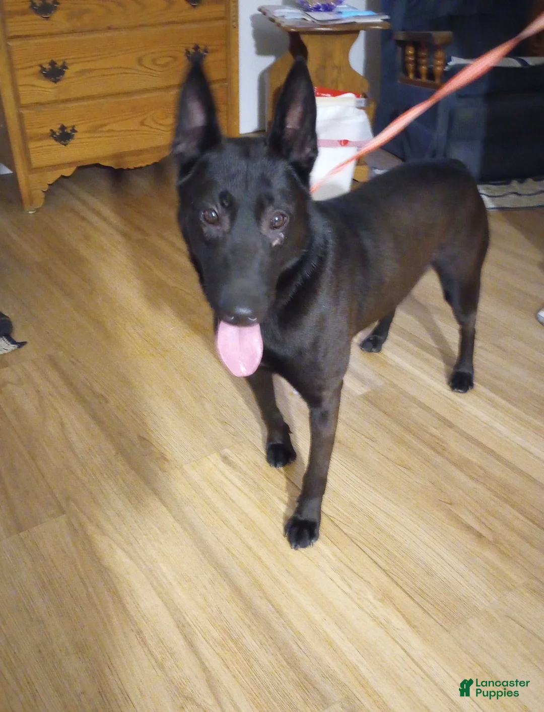 Belgian Malinois dogs for sale: Alonzo - Ad 6
