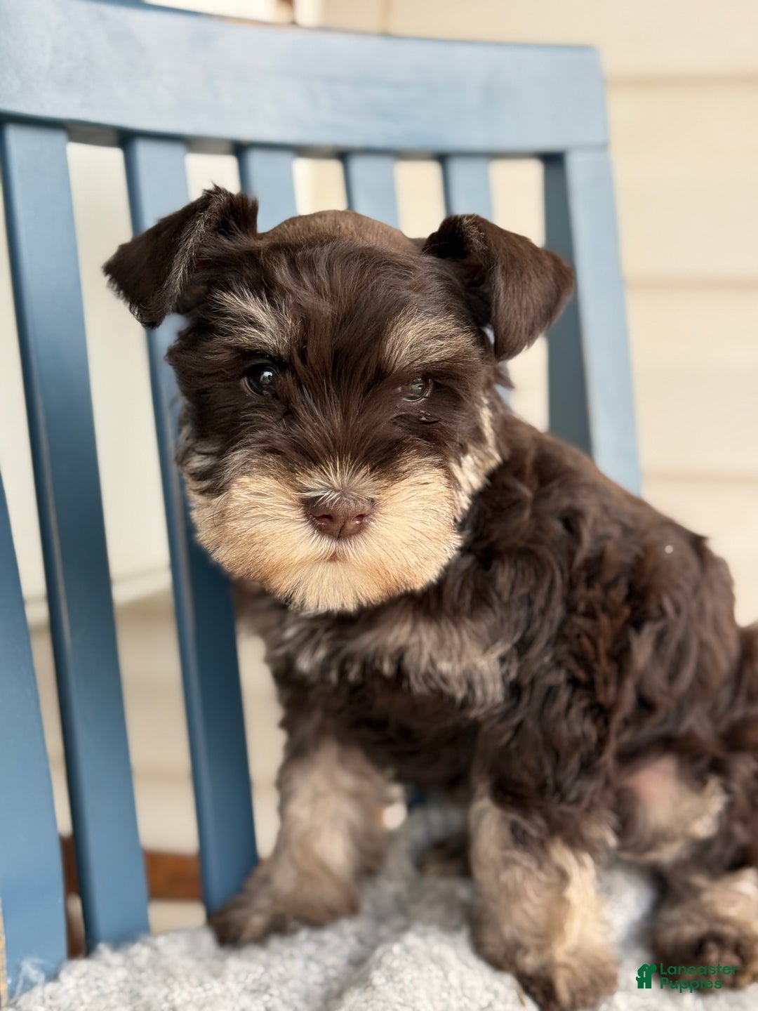 Miniature Schnauzer dogs for sale: Duchess - Ad 7