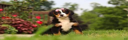 Bernese Mountain Dog dogs for sale: Casey - Ad 3